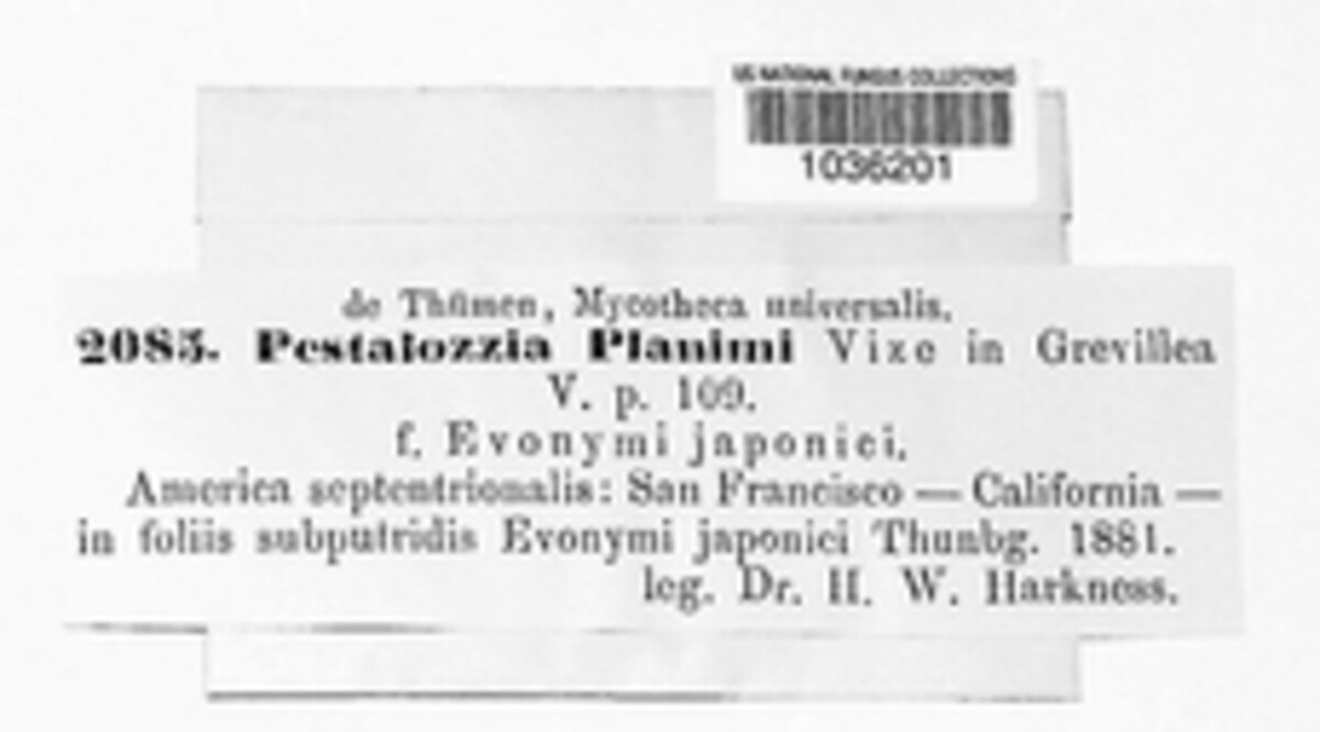 Pestalotiopsis planimi image